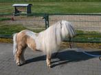 Ter dekking aangeboden supermooi palominobont mini hengstje, Dieren en Toebehoren, Paarden en Pony's | Dekhengsten en Fokmerries