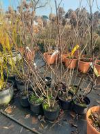 Rode bessenstruik Ribes Rubrum Red Lake - 5 liter pot, Ophalen