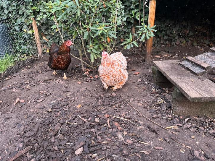 6 krielkippen met hok en benodigdheden, Dieren en Toebehoren, Pluimvee, Kip, Vrouwelijk
