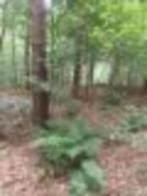 Investeren in Bos, Dieren en Toebehoren, Stalling en Weidegang