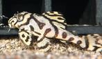 L333 king tiger pleco - white, Dieren en Toebehoren, Vis