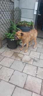 Zeer spoedig, Dieren en Toebehoren, Honden | Niet-rashonden, Reu, Groot, Eén hond, 3 tot 5 jaar