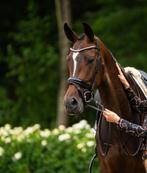 Talentvolle grootramige merrie van Jameson RS2!, Dieren en Toebehoren, Paarden, Merrie, Gechipt, Dressuurpaard, Zadelmak