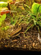 Siamese algeneter Gratis, Vis