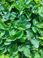 aardbeiplanten corona, daroyal en polka. ostara mara desbois, Ophalen of Verzenden, Zomer, Overige soorten, Halfschaduw