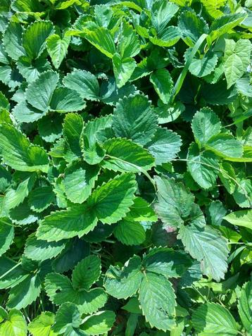 aardbeiplanten corona, daroyal en polka. ostara mara desbois beschikbaar voor biedingen