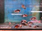 Div ranchu. Moomoo cow, lilac, goshiki, kirin, calico, sakur, Dieren en Toebehoren, Vis