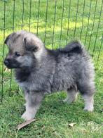 Wolfsgrauwe keeshond puppy's pups, Dieren en Toebehoren, Honden | Poolhonden, Keeshonden en Oertypen, Keeshond, 8 tot 15 weken