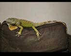 Groene leguaan, Hagedis, 0 tot 2 jaar