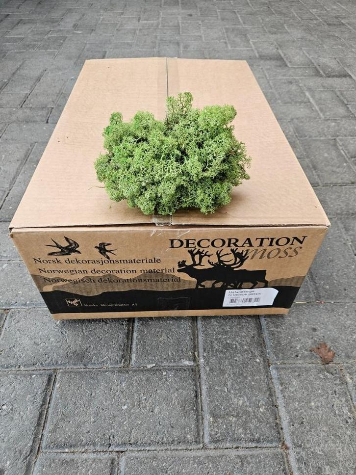 3 kg doos Noors Rendiermos, voor het maken van moswanden, Huis en Inrichting, Woonaccessoires | Wanddecoraties, Nieuw, Ophalen of Verzenden