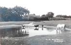 Ouddorp- In de Westduinen- Koeien en Paard 1934, Verzenden, 1920 tot 1940, Gelopen, Zuid-Holland