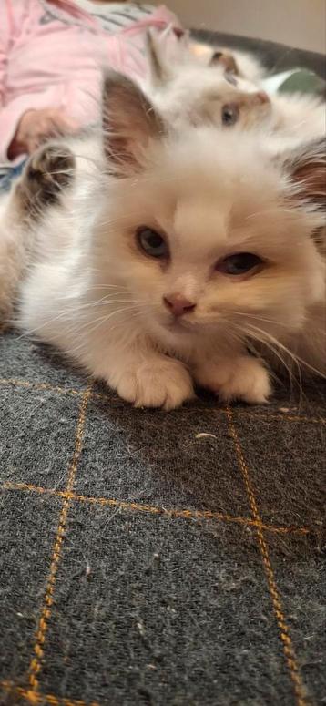 2 lieve ragdoll kittens zoeken een huisje beschikbaar voor biedingen