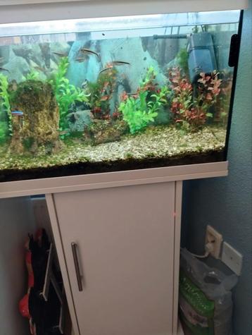 Gevuld zoetwater aquarium beschikbaar voor biedingen