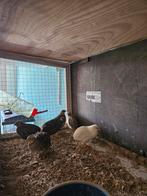 Chineese dwerg kwartel eieren., Meerdere dieren, Overige soorten