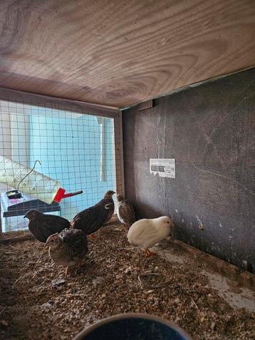 Chineese dwerg kwartel eieren.  beschikbaar voor biedingen