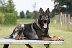 Duitse herder werklijn fokprogramma trainingsprogramma., Nederland, Rabiës (hondsdolheid), Meerdere, Meerdere dieren
