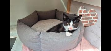 Twee speelse zwarte katjes  zoeken lief baasje beschikbaar voor biedingen