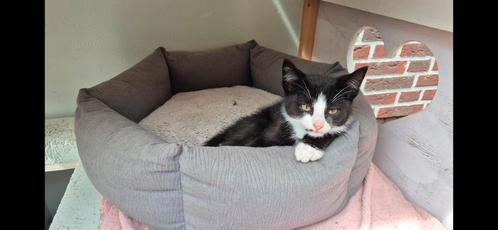 Twee speelse zwarte katjes  zoeken lief baasje, Dieren en Toebehoren, Katten en Kittens | Overige Katten, Kater