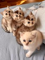 Half Ragdoll en half Britse kitten, Dieren en Toebehoren, Katten en Kittens | Overige Katten