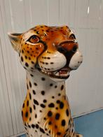 cheetah, Ophalen, Zo goed als nieuw, Dier