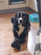 Kruising bernnersenner /st Bernard, Dieren en Toebehoren, Parvo, Reu, 1 tot 2 jaar, Groot