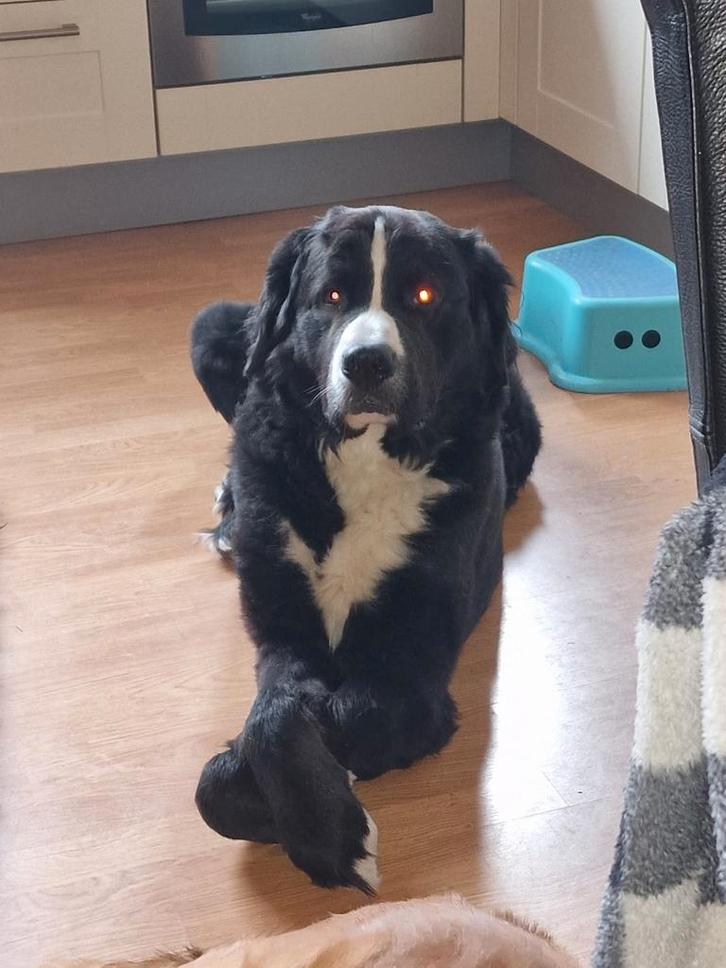 Kruising bernnersenner /st Bernard, Dieren en Toebehoren, Honden | Niet-rashonden, Groot, Reu, Particulier, Eén hond, Nederland