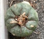 Cactus, Lophophora williamsii (1), Huis en Inrichting, Kamerplanten, Ophalen of Verzenden, Cactus, Volle zon, Minder dan 100 cm
