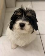 Prachtige Shih Tzu puppy reutje, Dieren en Toebehoren, Honden | Chihuahua's en Gezelschapshonden, België, Particulier, 8 tot 15 weken