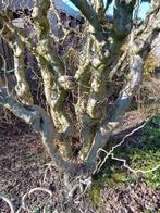 Corylus avellana kronkel hazelaar takken deco paastak, Tuin en Terras, Planten | Struiken en Hagen, Ophalen, Overige soorten