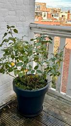 Rose bush in 40Ø pot, Ophalen, Overige soorten, Volle zon