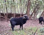 Mooie, zwarte ouessant ram, Mannelijk, Schaap, 0 tot 2 jaar