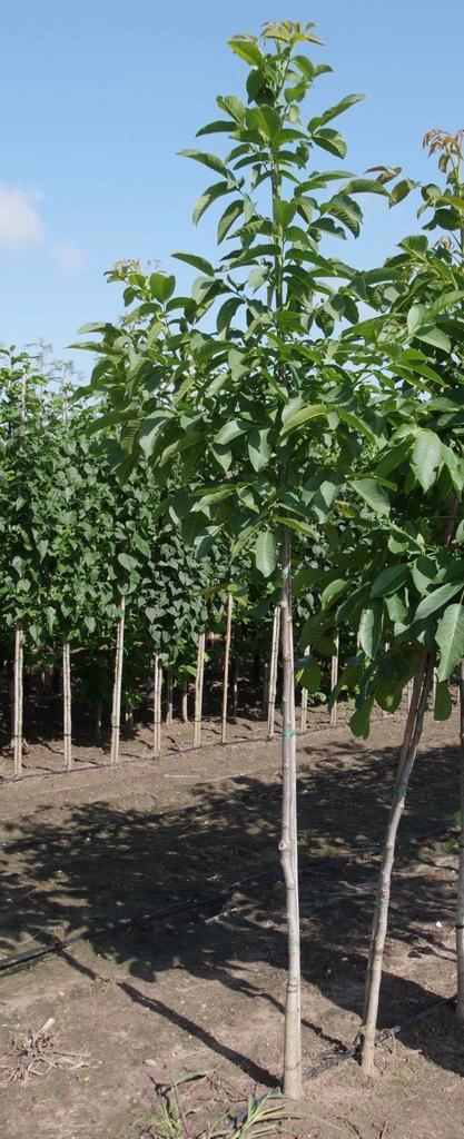 de gewone walnoot julglans regia, Tuin en Terras, Planten | Bomen, Overige soorten, Volle zon, In pot, Ophalen