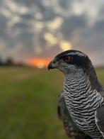 Iberische havik, havikswijf, Dieren en Toebehoren, Vrouwelijk, Roofvogel, Geringd