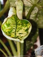 Alocasia knollen, Huis en Inrichting, Ophalen of Verzenden, Overige soorten, Minder dan 100 cm