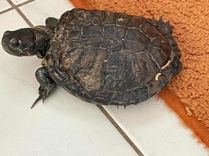 plekje gezocht voor schildpad pond 56 jaar, Dieren en Toebehoren, Reptielen en Amfibieën, Schildpad, 11 jaar of ouder