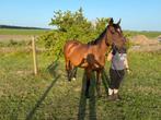 E-pony te koop, Dieren en Toebehoren, Pony's, Merrie, Recreatiepony