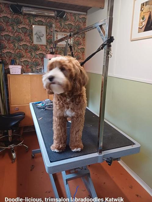 Labradoodle trimsalon, voor alle soorten doodles, Diensten en Vakmensen, Dieren | Honden | Verzorging, Oppas en Les