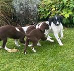 Bijzonder mooie  BORDER COLLIE x FRIESE STABIJ pups, Dieren en Toebehoren, Nederland, CDV (hondenziekte), 8 tot 15 weken, Meerdere
