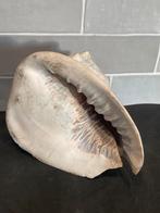 Grote schelp (041225), Ophalen of Verzenden, Schelp(en)