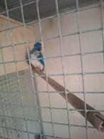 Splendid man en pop, Dieren en Toebehoren, Meerdere dieren, Parkiet, Geringd