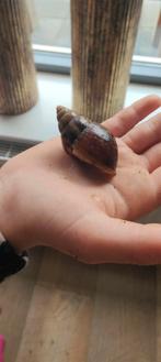 Reuze agaatslakken, Dieren en Toebehoren, Juni, Meerdere dieren
