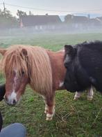 3 super lieve knuffel/ gezelschap shetlanders, Dieren en Toebehoren, Pony's, Gechipt, Niet van toepassing, A pony (tot 1.17m)