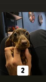 Teckel puppy, Dieren en Toebehoren, Honden | Teckels en Dashonden, Reu, Korthaar, Dwerg, Meerdere