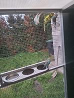 2 koppels parkieten  V25, Meerdere dieren, Parkiet