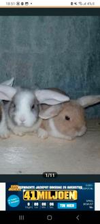 Ruime keuze aan baby konijntjes *handtam*, Meerdere dieren, Klein, 0 tot 2 jaar