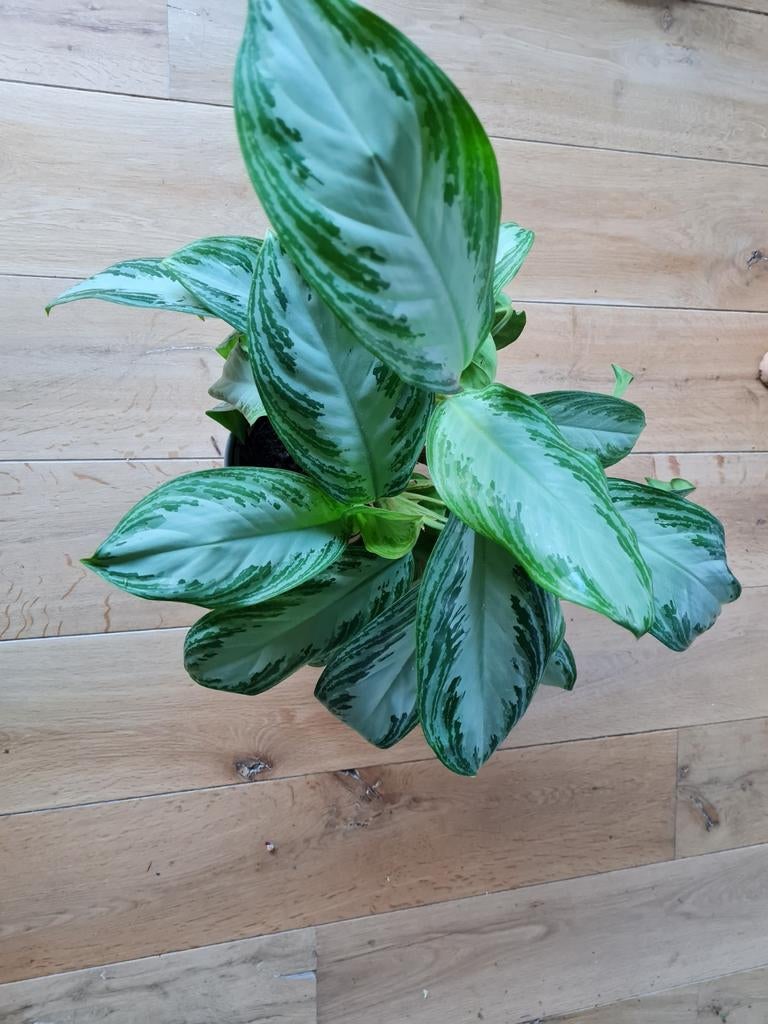 Aglaonema Silver Bay - Prachtige kamerplant!, Ophalen of Verzenden, Overige soorten, Minder dan 100 cm
