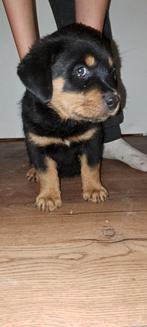 Rottweiler pups mogen naar nieuw huisje, Dieren en Toebehoren, Rabiës (hondsdolheid), 8 tot 15 weken, Groot, Meerdere