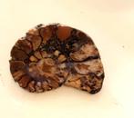 Prachtige vintage  ammoniet broche 6 cm breed In prima staat, Ophalen of Verzenden, Zo goed als nieuw, 4 tot 7 cm, Overige materialen