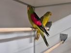Te koop mooi koppel mutatie roodvleugel parkieten, Meerdere dieren, Parkiet