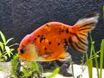Aquarium goudvissen, lionhead en oranda, Dieren en Toebehoren, Vissen | Aquariumvissen, Vis, Zoetwatervis, Schoolvis